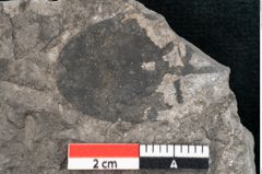 Foto (Detailansicht) von Zizyphus paradisiacus Unger (NHMW-GEO-2024-0188-8028)